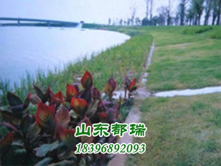 河道植草生態(tài)護坡